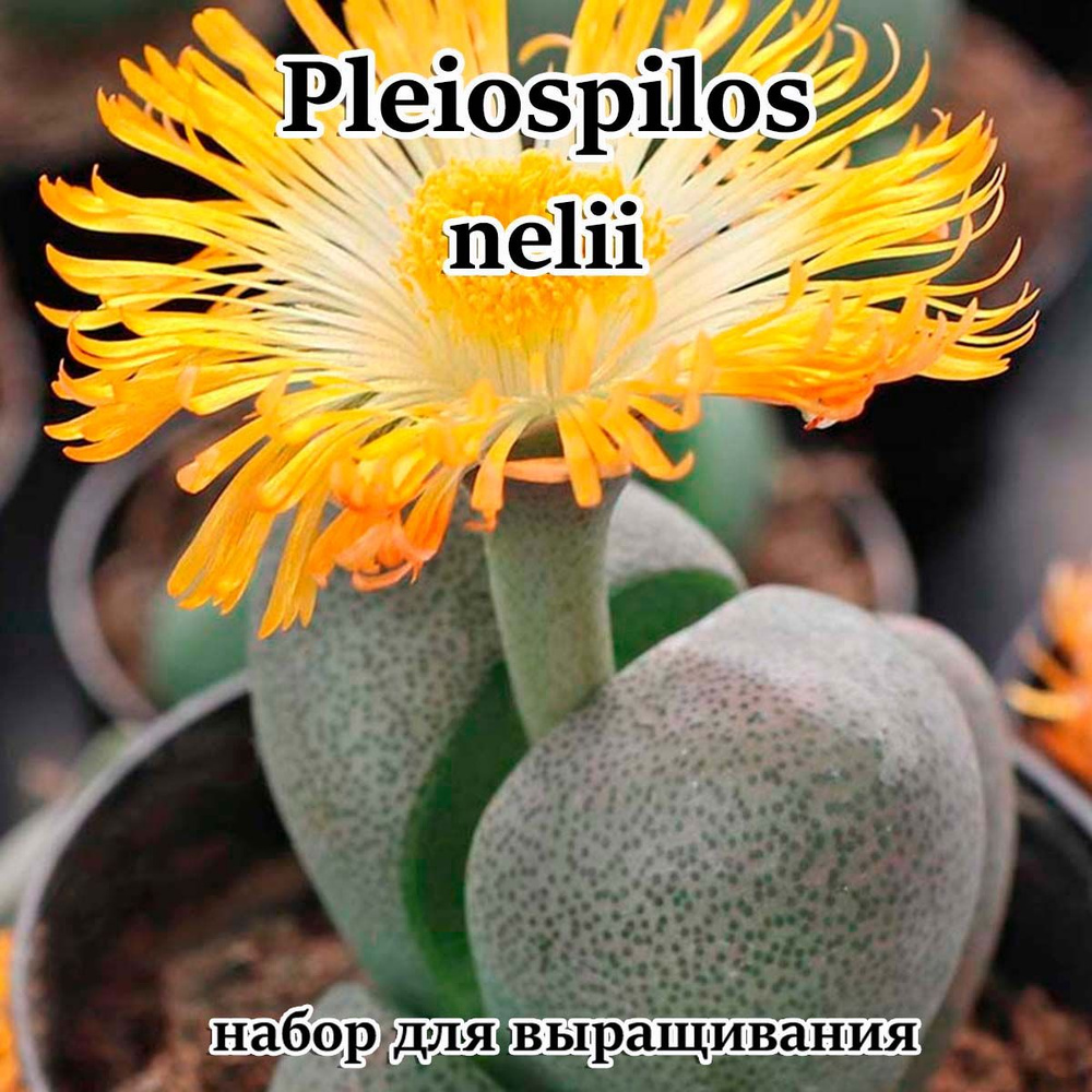 Pleiospilos nelii набор для выращивания (семена, грунт, горшочек, инструкция по посеву).  #1