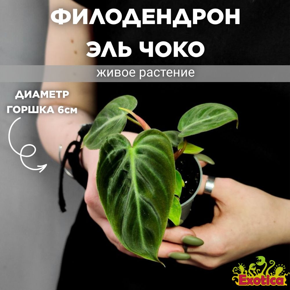 Филодендрон Эль Чоко (Philodendron El Choco) D6см #1