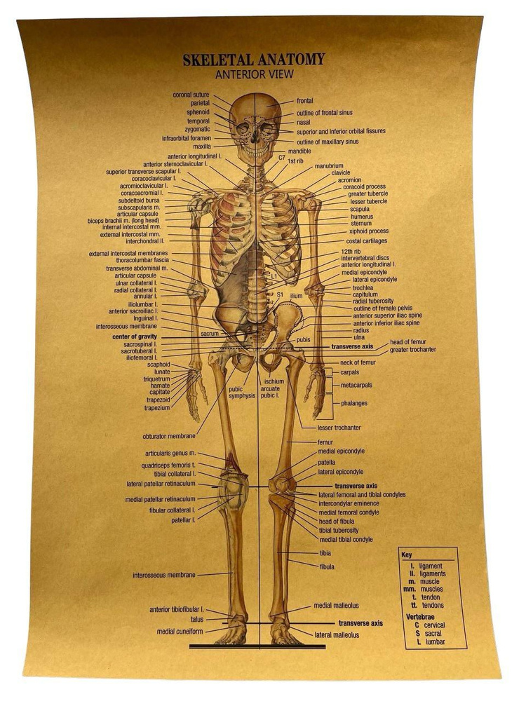 Анатомия скелета Skeletal anatomy постер на стену 50 на 30 см. Плакат интерьерный. Познавательная афиша #1