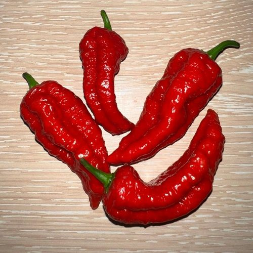 Семена Острый перец Naga Morich, 5 семян + подарок #1