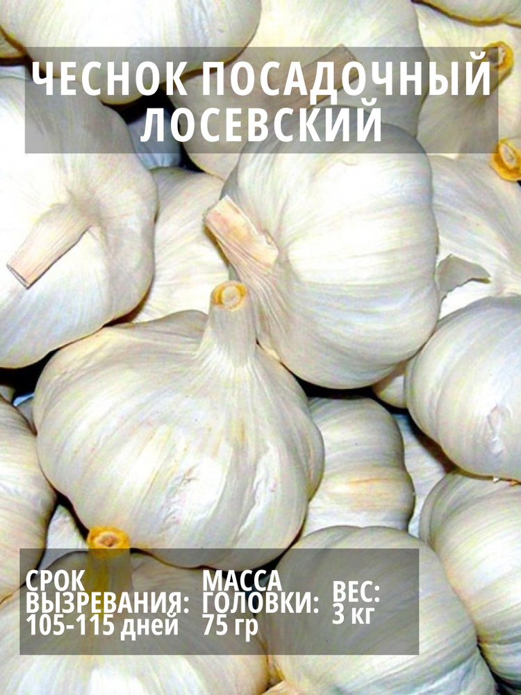 Чеснок посадочный Лосевский озимый 3 кг #1