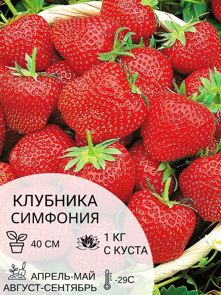 Клубника Симфония, саженцы ягодных кустарников крупноплодные и ремонтантные  #1