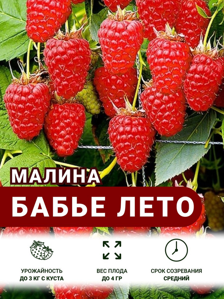 Малина саженцы Бабье Лето #1