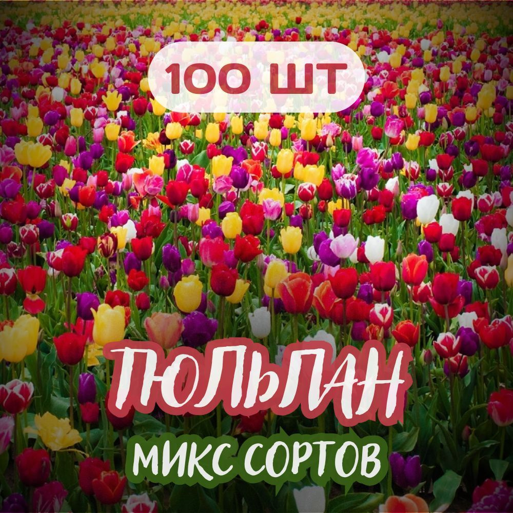 Тюльпан 100шт Микс крупные луковицы (махровые, лилиецветные, попугайные)  #1