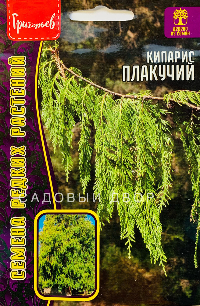 Кипарис Плакучий, семена 20 шт, 1 пакет, вечнозеленое дерево, ЧК  #1