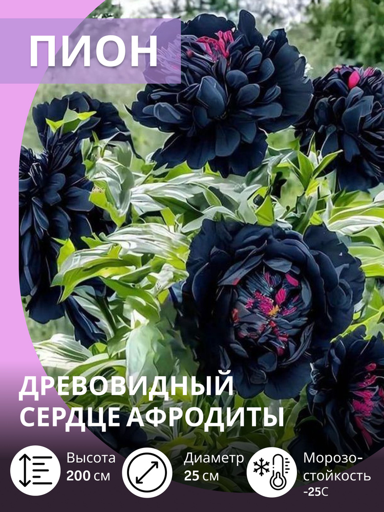 Саженцы пиона , многолетние зимостойкие цветы для сада купить на OZON ...