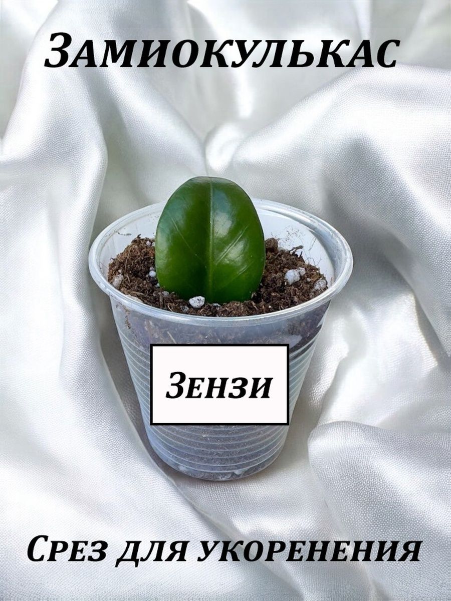 ZеленыйZамикКомнатноерастение,цветЗензи,1шт