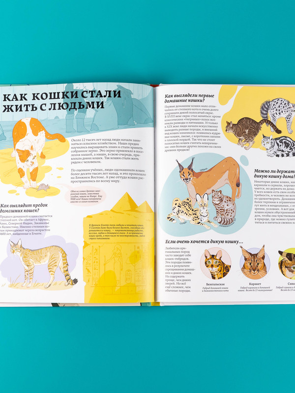 Секреты кошек / Энциклопедия про животных для детей / Домашние животные | Cat Secrets: An Encyclopedia of Animals for Kids: Pets - Ozon image 4