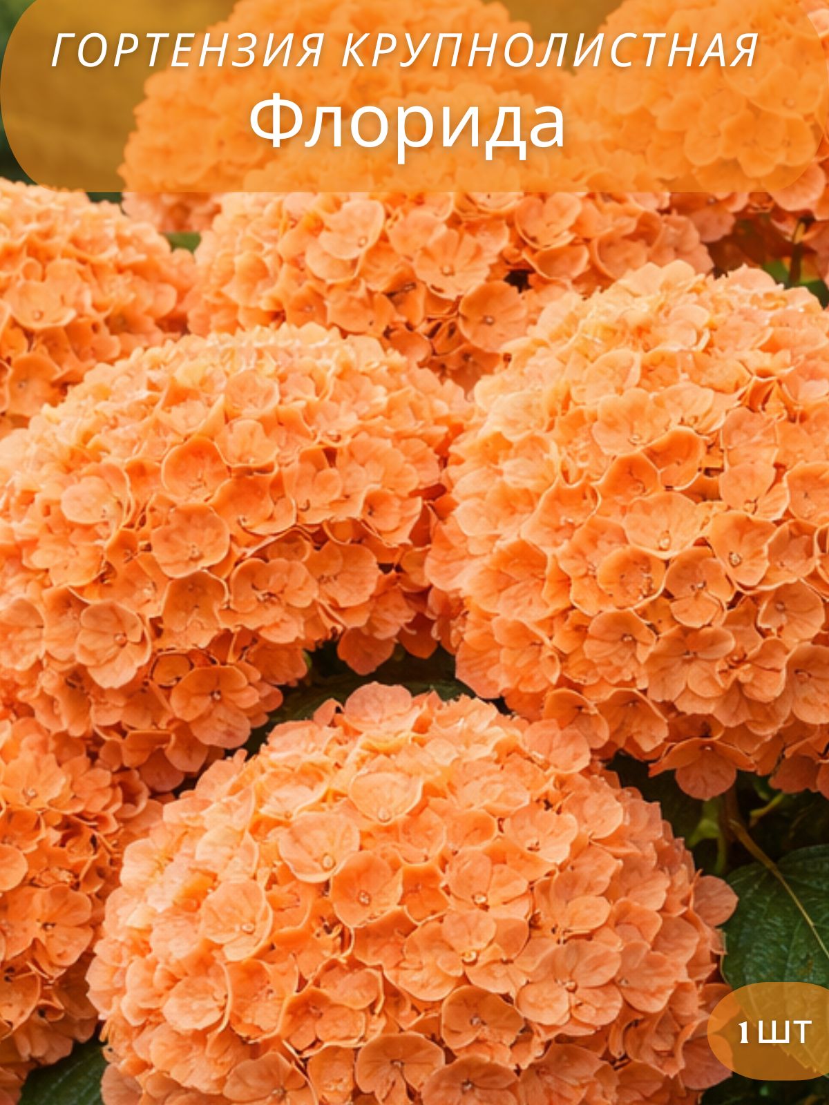 ГортензиякрупнолистнаяФлорида,саженец,1шт