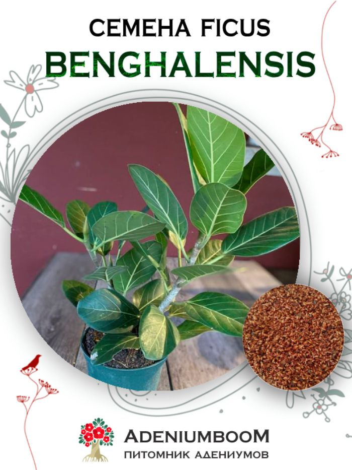 Семена Ficus Benghalensis (10 шт.) / Фикус Бенгальский, семена редких экзотических комнатных растений #1