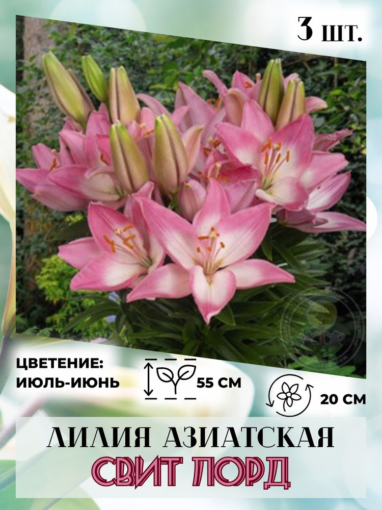 Лилия азиатская, луковицы 3 шт., многолетние цветы #1