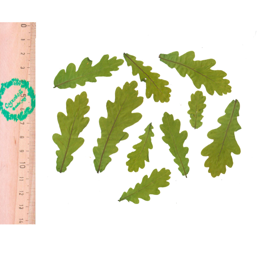 Плоские сухоцветы - Дуб черешчатый, мини листья для заливки смолой и рукоделия, 10 шт  #1