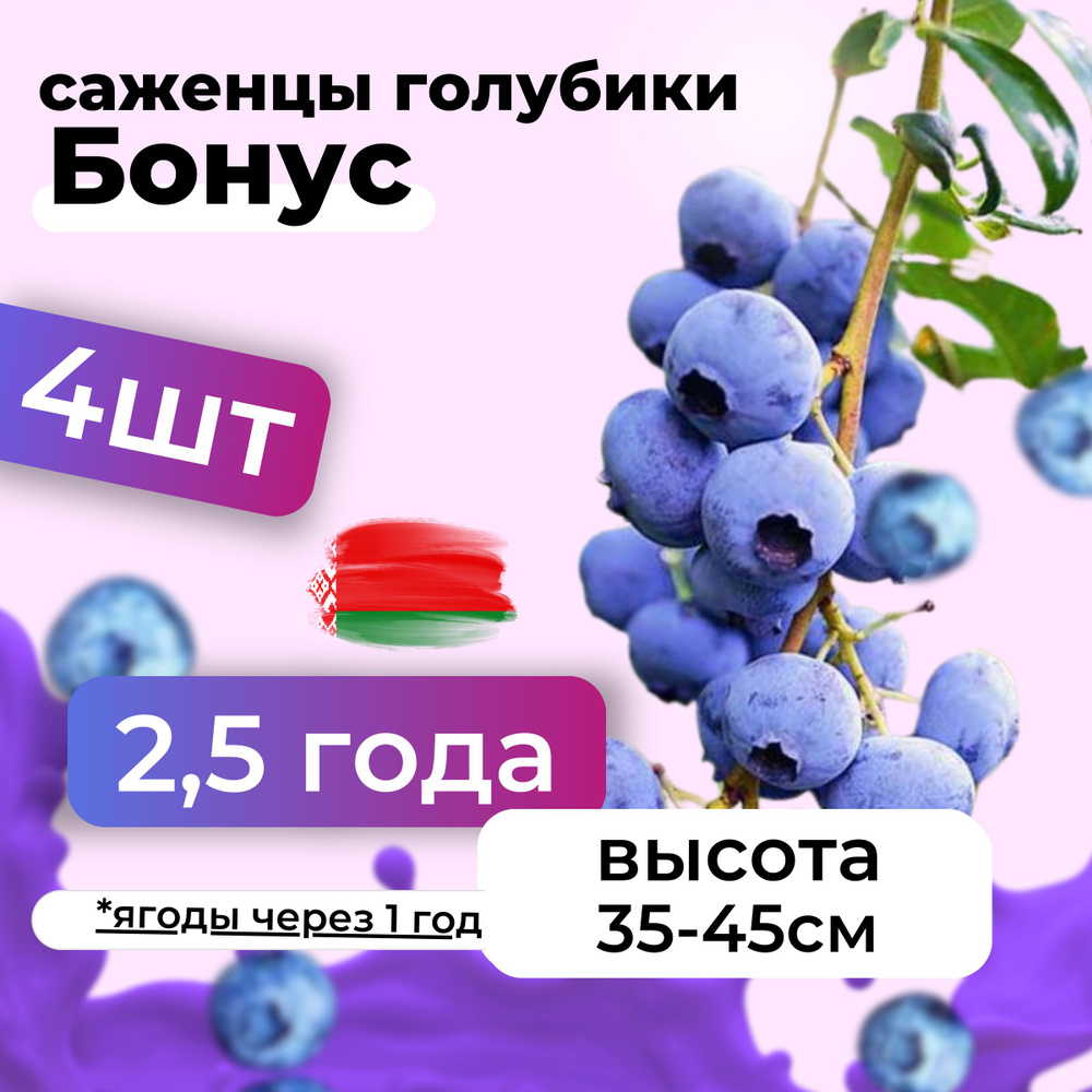 Саженцы голубики Бонус морозостойкие в горшке 2,5 года, Беларусь 4шт  #1