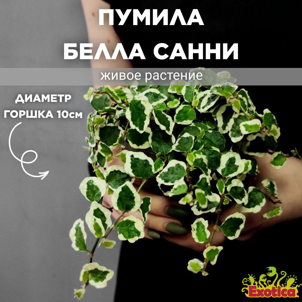 Фикус Пумила Белла Санни (лат. Ficus Pumila Belle Sunny) D10см #1