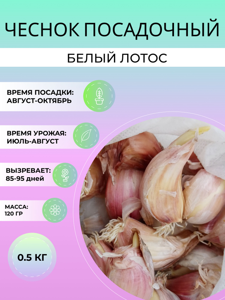 Чеснок Белый Лотос посадочный яровой 0.5 кг #1