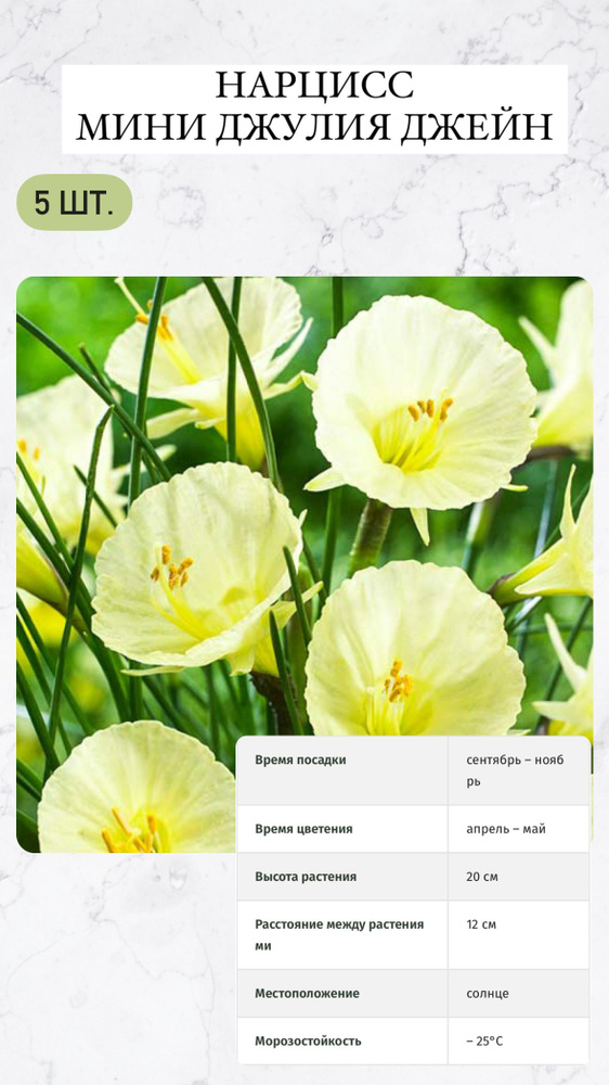 Нарцисс луковичные цветы 5 шт #1