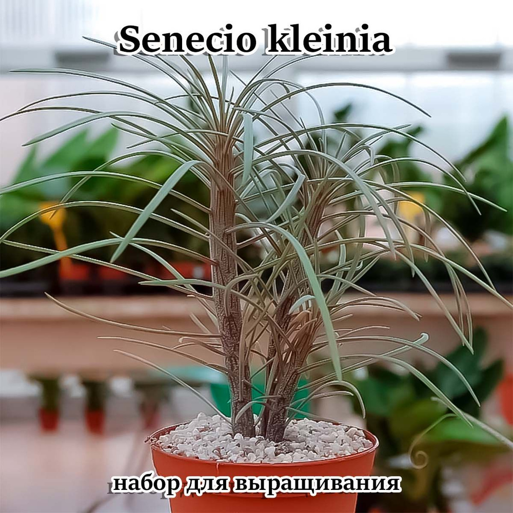 Суккулент Senecio kleinia набор для выращивания (семена, грунт, горшочек, инструкция по посеву).  #1