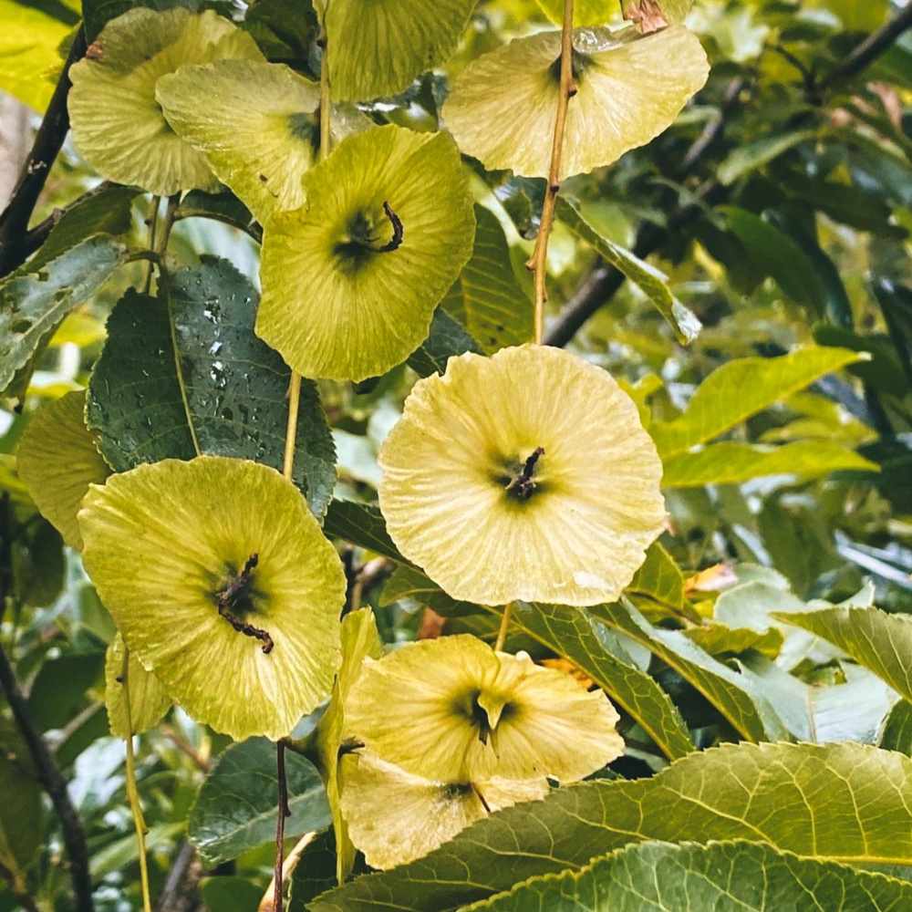 Циклокария (Cyclocarya paliurus) семена 10 штук #1