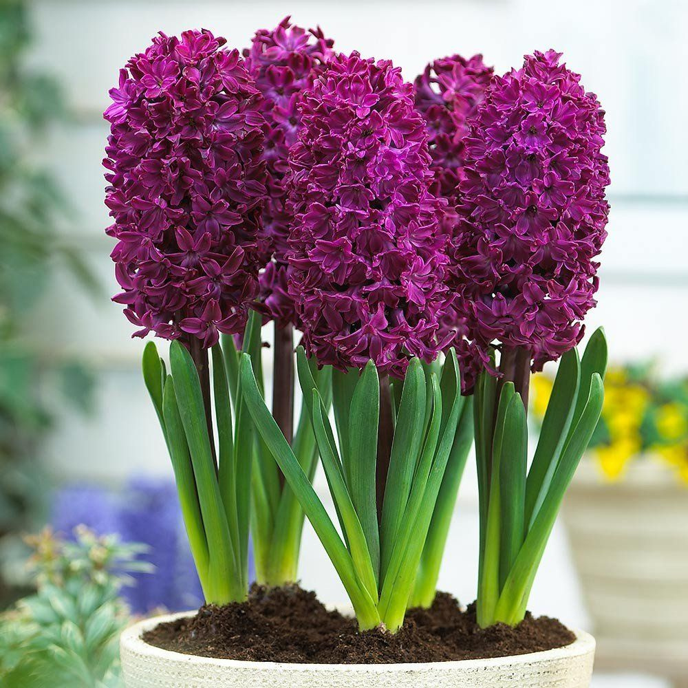 Гиацинт Вудсток (Hyacinthus Woodstock), 5 шт (разбор 16/17) #1