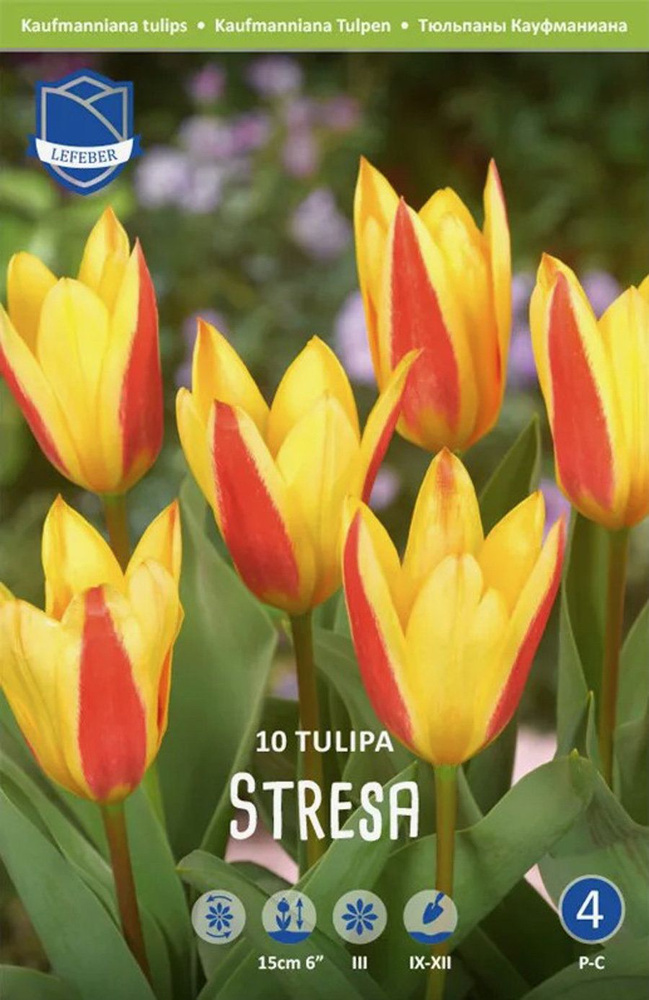 Тюльпан Стреза (Tulipa Stresa), 10 шт (разбор 12/14) #1