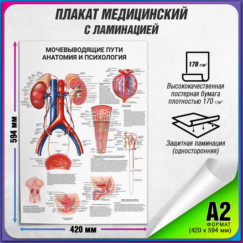 Информационный медицинский плакат "Мочевыводящие пути: анатомия и психология" / ламинированный / А-2 #1