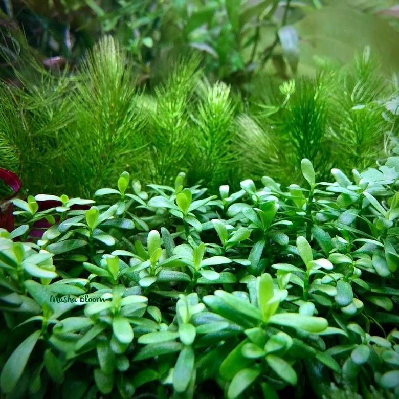 ХедиотисЗальцмана(HedyotisSalzmannii)Живоеаквариумноерастение