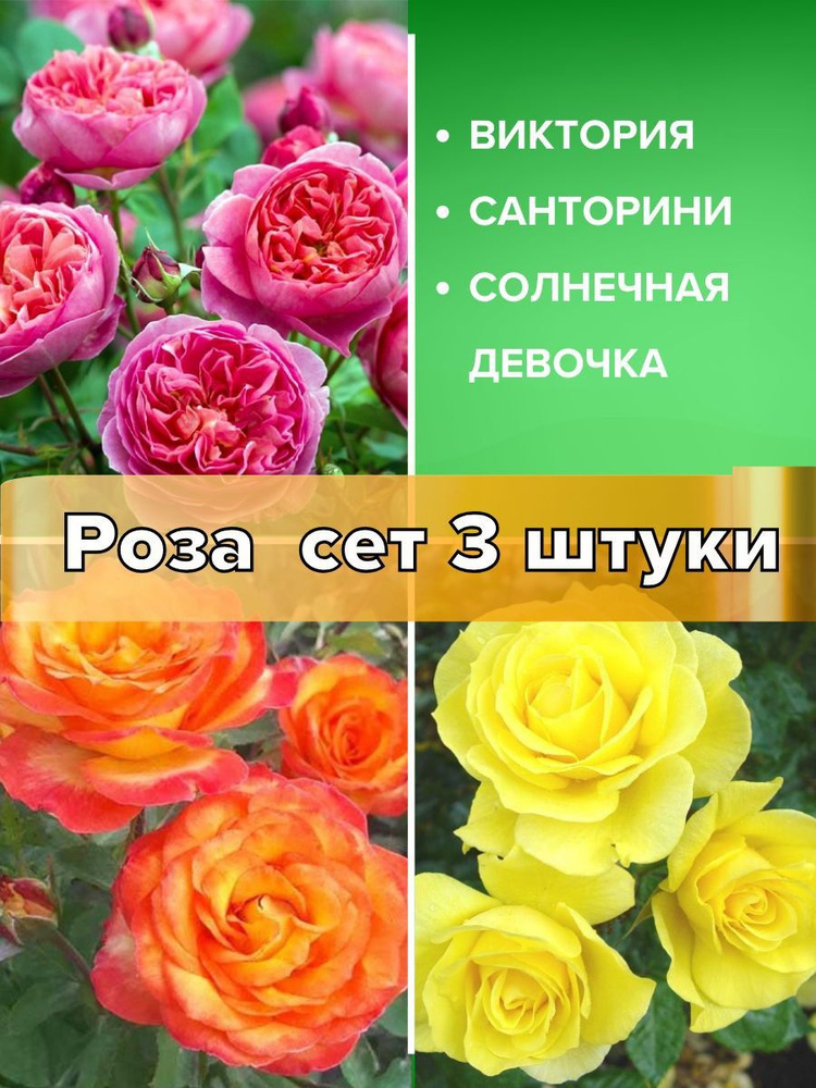 Розы саженцы, сет 3 штуки #1