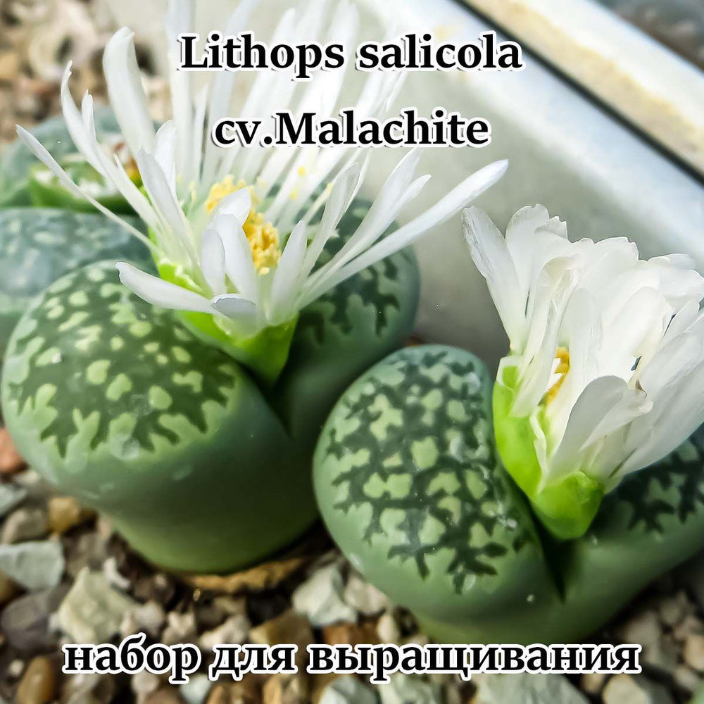 Литопсы Lithops salicola cv.Malachite (живые камни, суккуленты) набор для выращивания (семена, грунт, #1