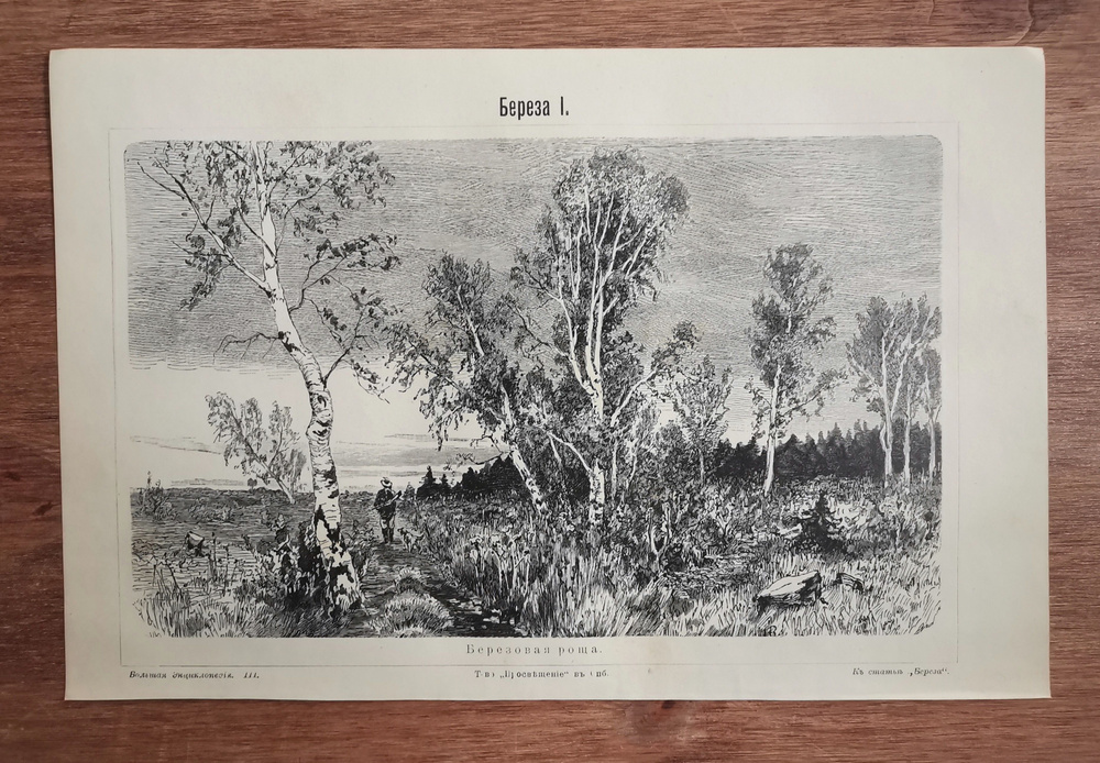 Берёза. Ботаника. Антикварная гравюра. Хромолитография. Россия. 1901 год.  #1