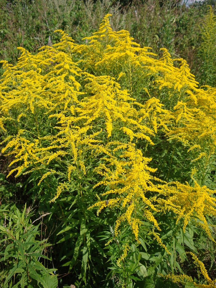 Семена Золотарник канадский (Solidago canadensis), 100 штук #1