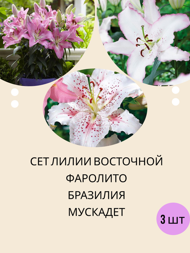 Подарочный набор луковичных растений, лилии азиатские, восточные махровые, марлен, сет цветов  #1