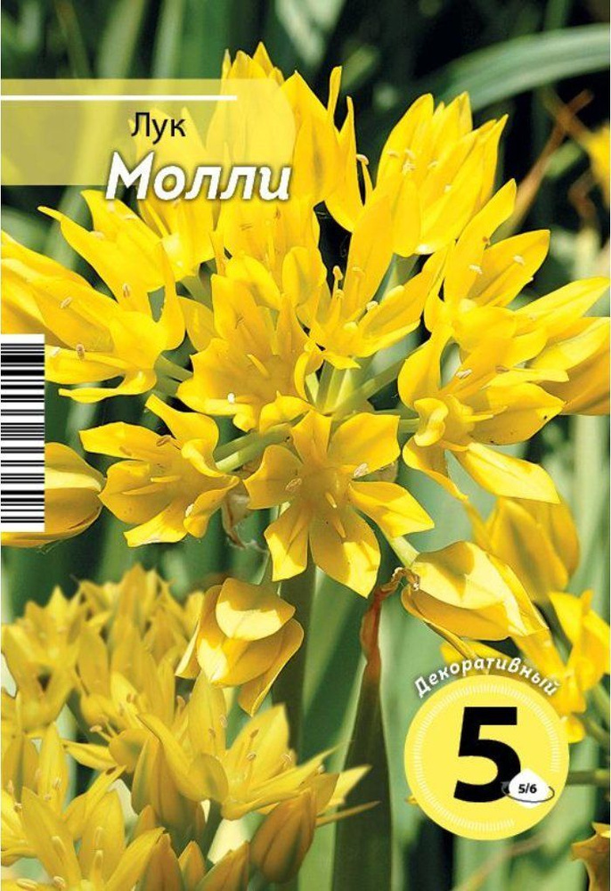 Луковичные цветы Русский Огород "Аллиум Лук Молли", 5 шт., разбор 5/6  #1