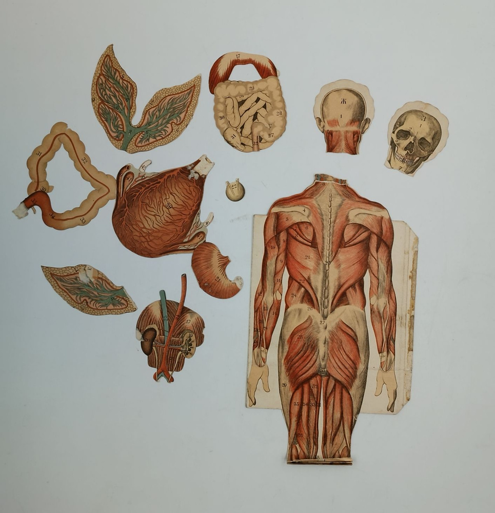 Разборная модель человека. Анатомия. Начало 20го века. Из неустановленного издания. Состояние на фото. #1