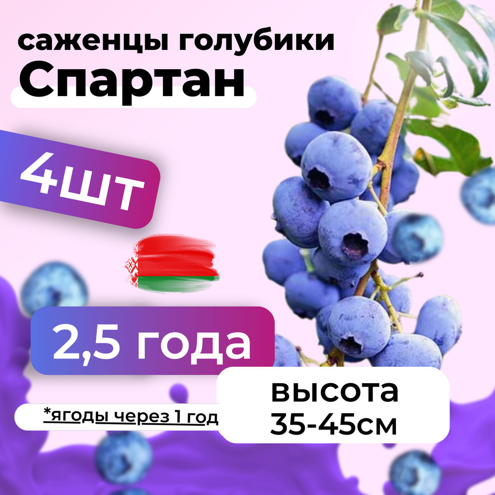 Саженцы голубики Спартан морозостойкие в горшке 2,5 года, Беларусь 4шт  #1