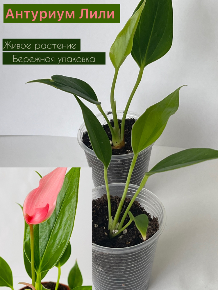 Комнатные растения, цвет Светло-розовый, 6 см, 1 шт #1