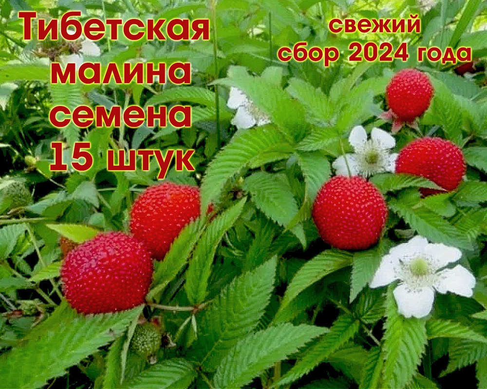 Тибетская малина семена #1