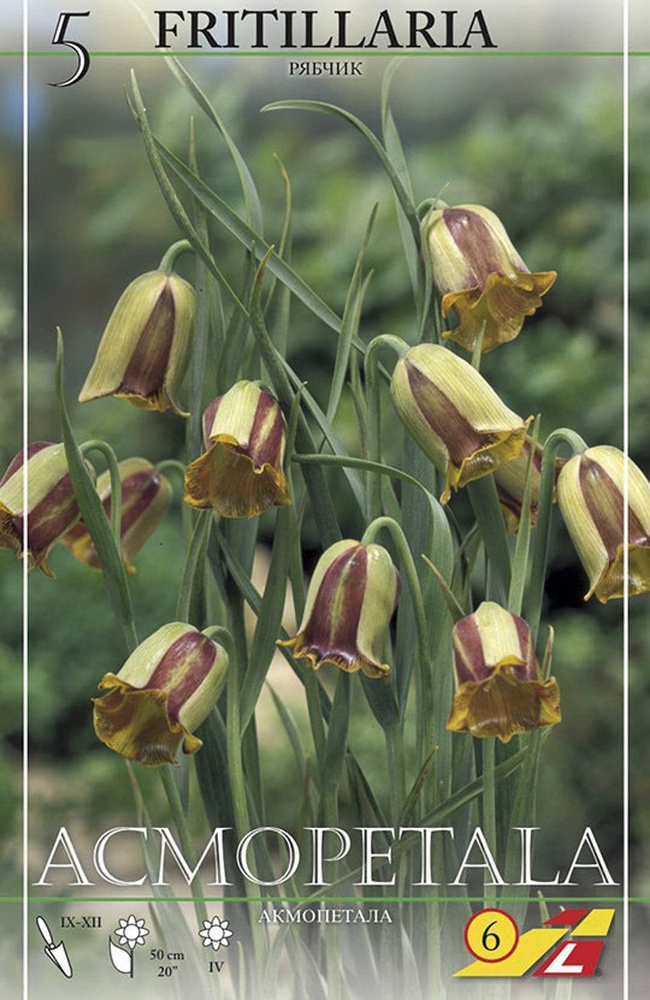 Рябчик Акмопетала (Fritillaria acmopetala), 5 шт (разбор 8/9) #1