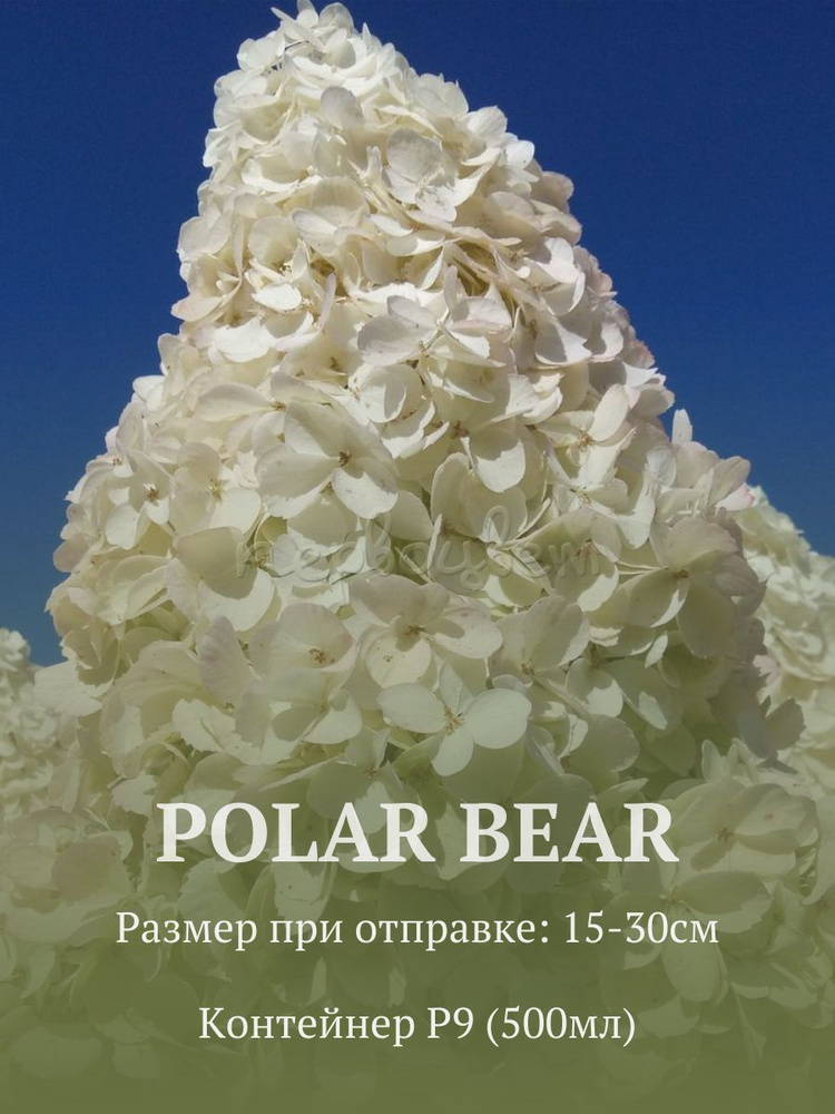 Гортензия метельчатая Полар бир (Polar Bear) в стакане p9 #1