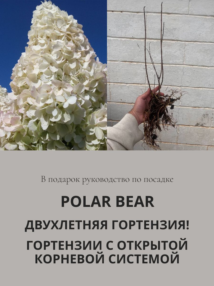 Гортензия ОКС Полярный Медведь "Polar Bear" двухлетняя, метельчатая  #1