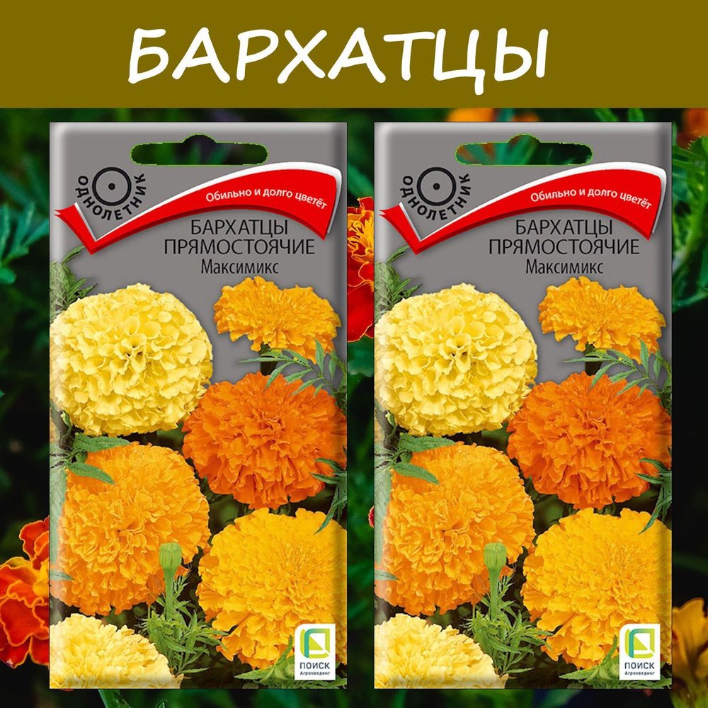 Бархатцы прямостоячие Максимикс, 2 упаковки, "Обильно и долго цветет"  #1