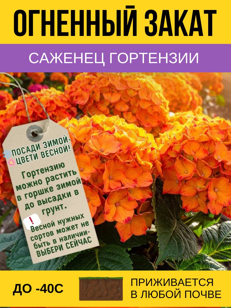 ГортензиясаженецОгненныйзакаткрупнолистная
