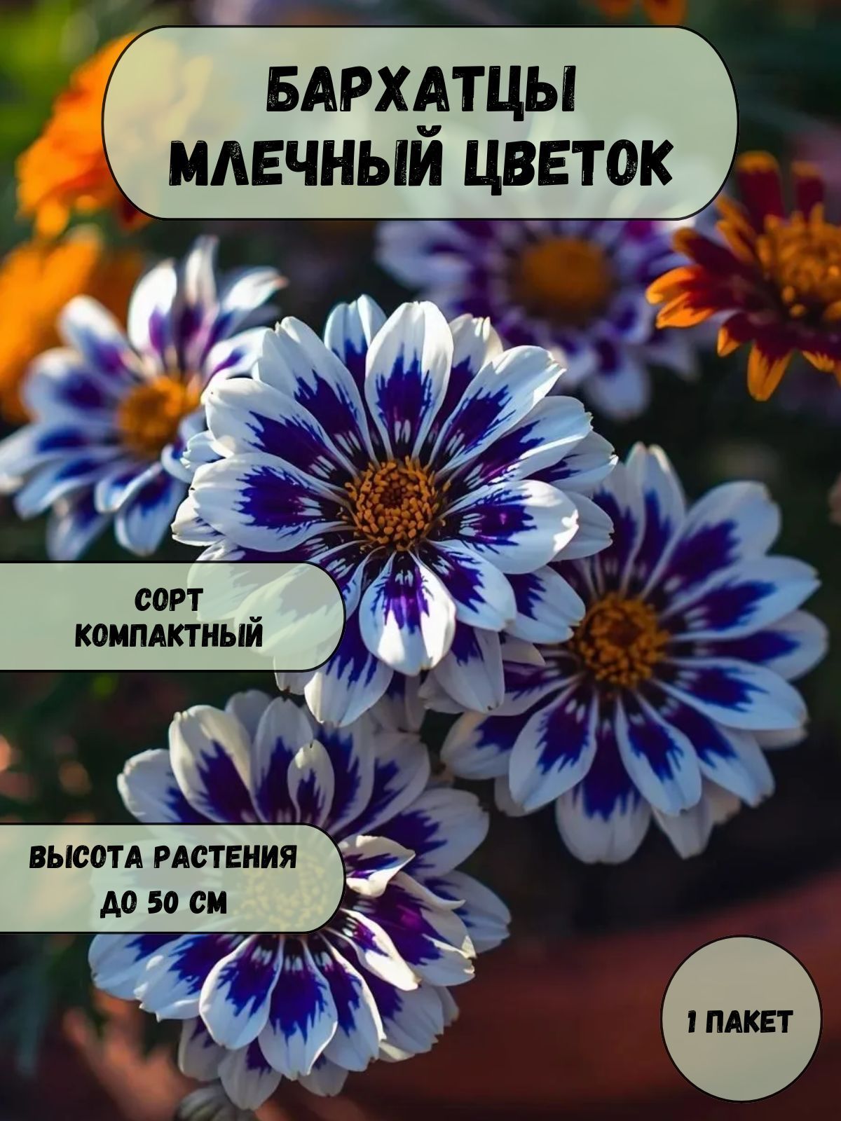 БархатцыМлечныйцветок,семена10шт