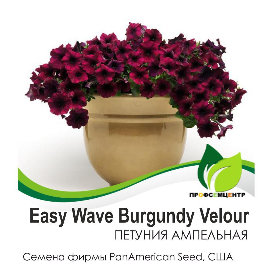 Петуния Easy Wave Burgundy Velour (Изи Вэйв Бургунди Велюр), семена, 5 шт. (фасовка), ампельная  #1