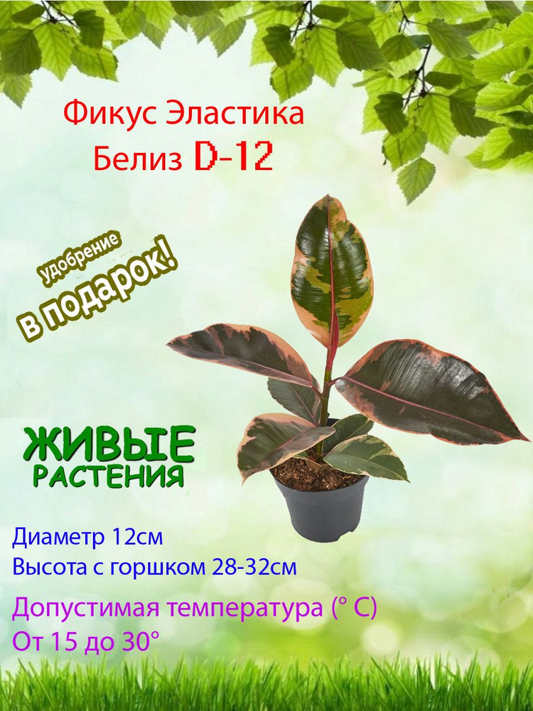 Комнатные растения, цвет Фикус Эластика Белиз d-12, 12 см, 1 шт  #1