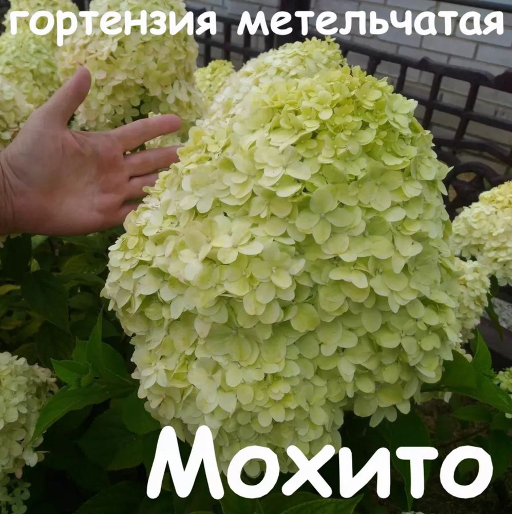 Мохито Mojito гортензия метельчатая. Саженец в контейнере Р9 (0,5 л)  #1