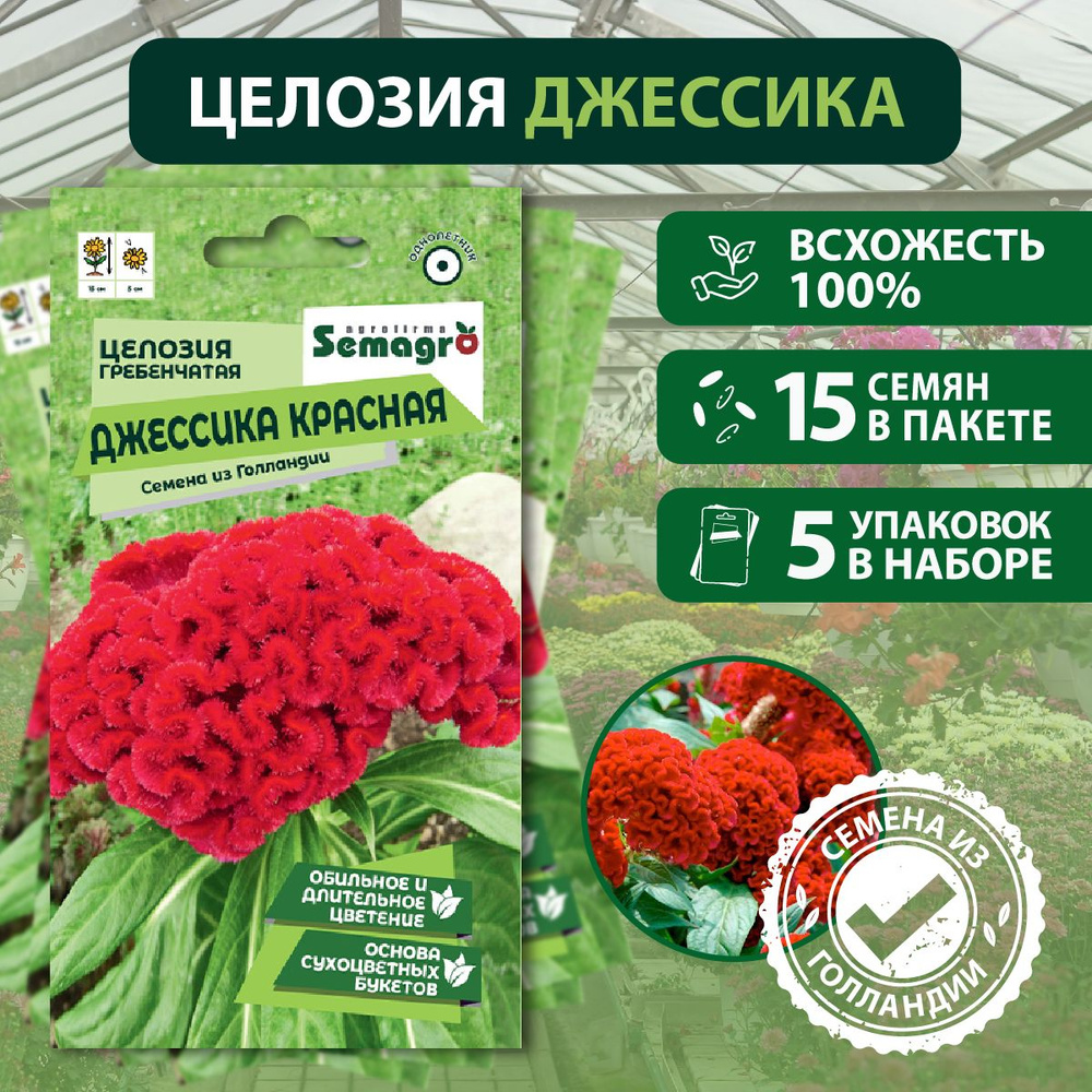 Семена целозии гребенчатой Джессика красная SEMINIS, 5 пакета, (15 семян в одном пакете)  #1