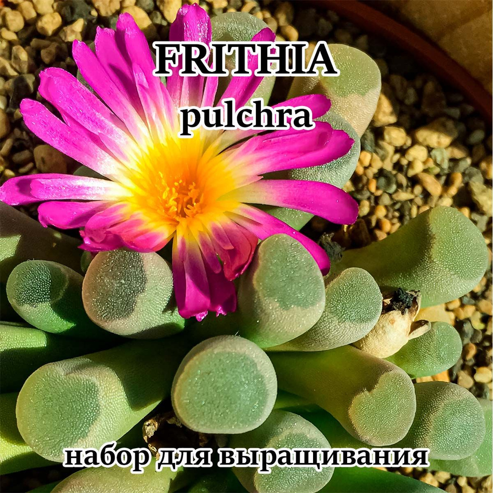 Суккулент Frithia pulchra набор для выращивания (семена, грунт, горшочек, инструкция по посеву).  #1