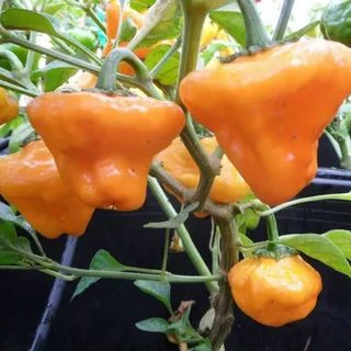 Семена Острый перец Jamaican Orange Hot, 5 семян + подарок #1