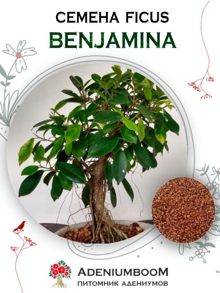 Семена Ficus Benjamina (10 шт.) / Фикус Бенджамина, семена редких экзотических комнатных растений  #1