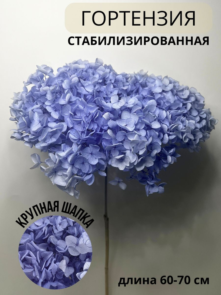 EVA florist Стабилизированные цветы Гортензия, 60 см, 60 гр, 1 шт  #1